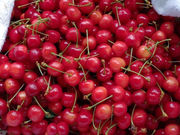 サクランボ園MAETAの写真2