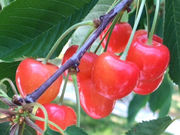 サクランボ園MAETAの写真3