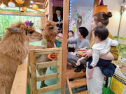 アルパカふれあいランドの写真4
