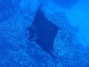 Diving&Swimming School トリムハートの写真2
