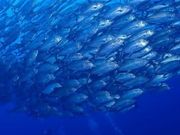Diving&Swimming School トリムハートの写真4