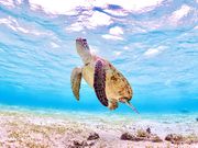 宮古島マリン GB QUESTの写真2