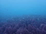 東海岸Diveきよらの写真2
