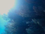東海岸Diveきよらの写真4
