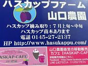 ハスカップファーム山口農園の写真2