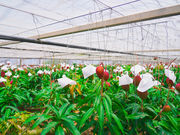 ブルータートルファーム Blue Turtle Farmの写真2