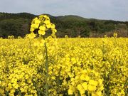 天の川・菜の花油工房の写真3