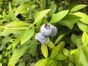 Sweet Pearl -横山農園の写真3