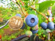 えのさんのブルーベリー園の写真2