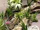 BuddyPlantsの写真2