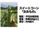 赤井川コーンの写真4