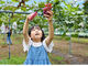 UnderVillageFarm|下村ぶどう園の写真2