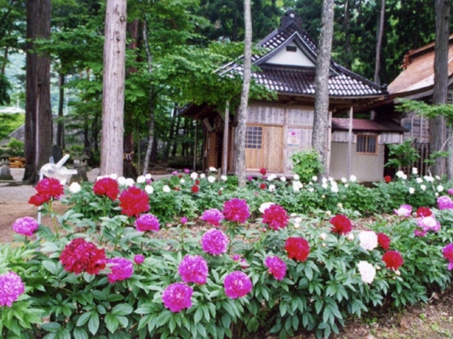 諏訪神社の芍薬園の写真1