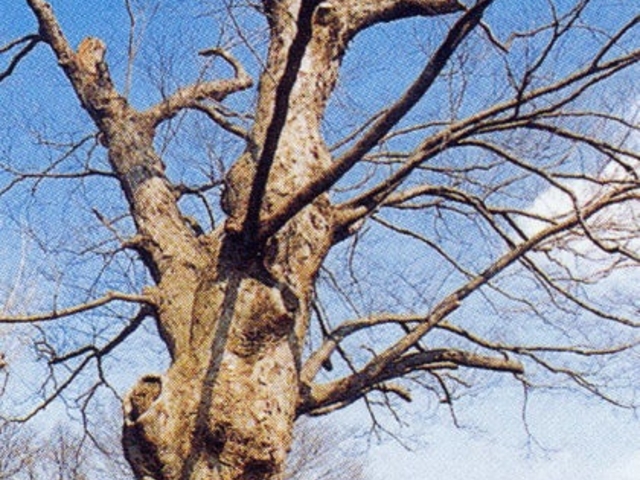 無量院の大ケヤキの写真1