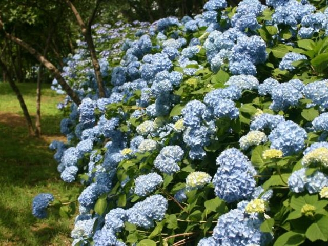 山上城跡公園のアジサイの写真1