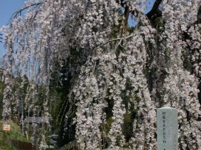 土橋のおかめザクラの写真1
