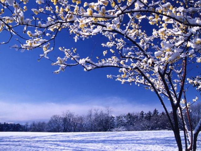 山上城跡公園のロウバイの写真1