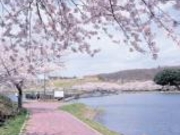 平筒沼の桜の写真1