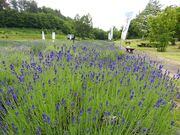 山辺町玉虫沼農村公園の写真2
