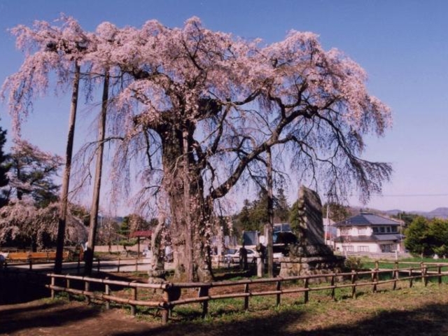 永泉寺のサクラ