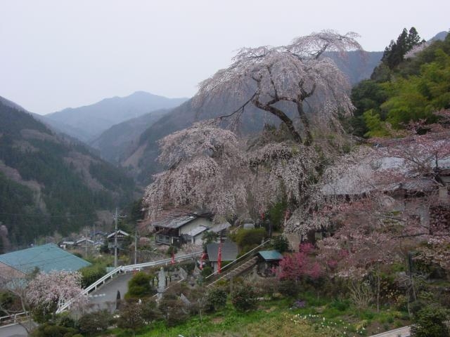 しだれ桜_龍松寺