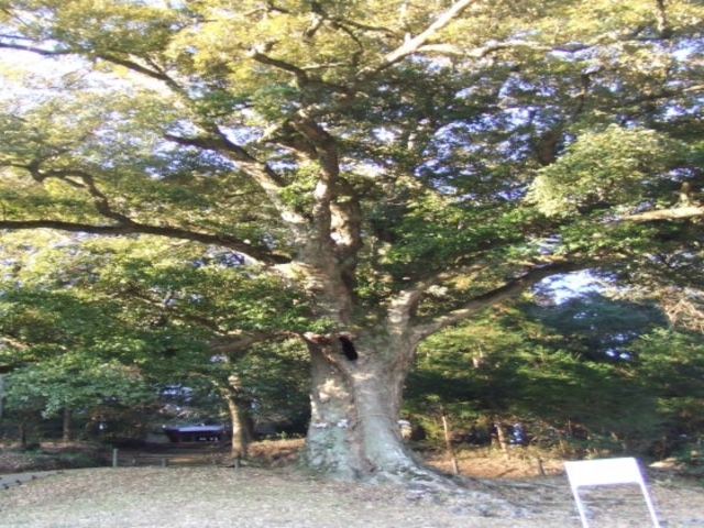 イチイガシ_高野倉ふれあい自然公園