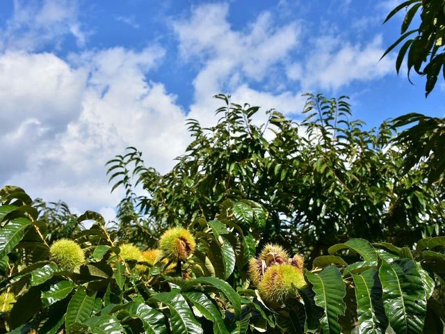 中津川マロンパーク
