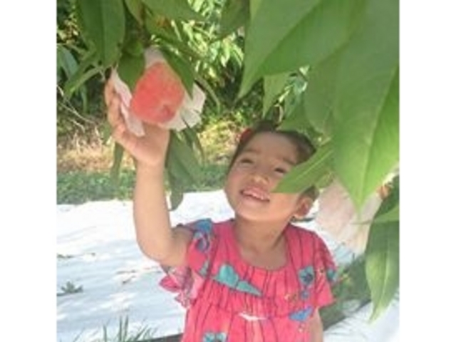 堤果樹園