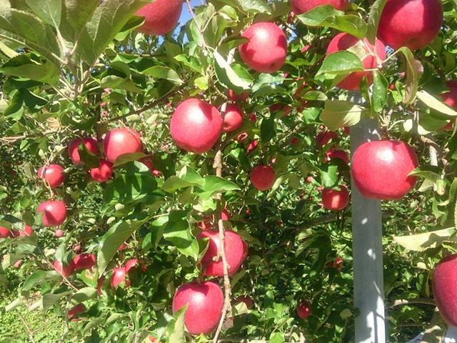 新鮮な果実です。_堤果樹園