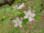 長沼りんご園の写真4