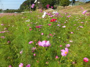 希望ヶ丘花の香る里の写真2