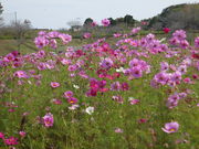 希望ヶ丘花の香る里の写真3