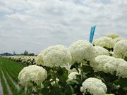 ふじとあじさいの道の写真2