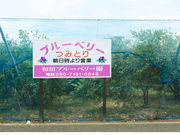 和田ブルーベリー園の写真4