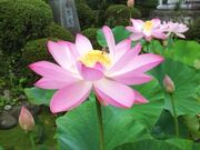称名寺の蓮の写真2