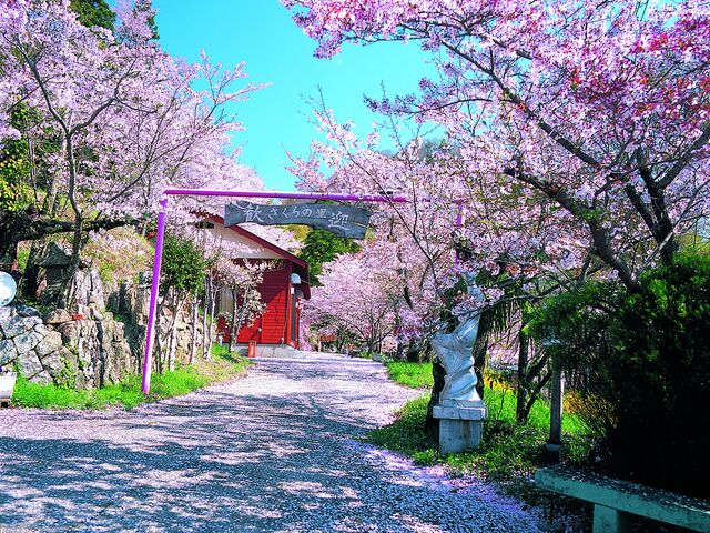 寺所の千本桜の写真1