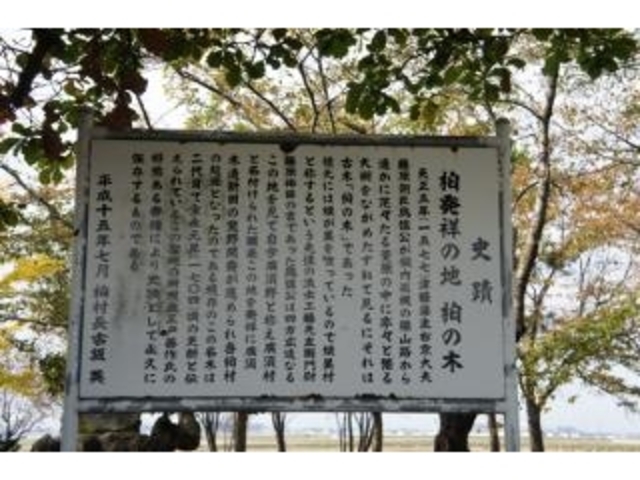 柏の木