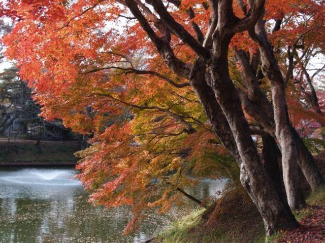 棚倉城跡の紅葉_棚倉城跡の紅葉