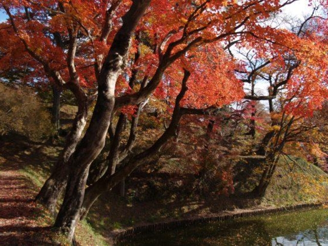 棚倉城跡の紅葉_棚倉城跡の紅葉