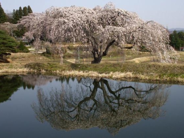 花園しだれ桜の写真1