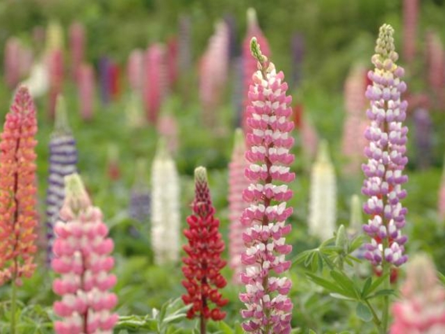 味わいの里みかづきルピナス畑の写真1