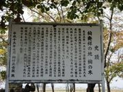 柏の木の写真2