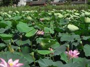 蓮(水元公園)の写真1