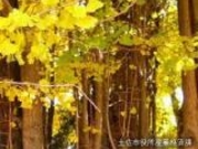 京間の大イチョウの写真2