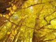 京間の大イチョウの写真3