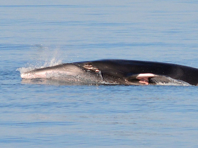 シーズンのはじまりから多く観測できるミンククジラ。ブローと呼ばれる潮吹きの姿も見れるかも!?_一般社団法人 網走市観光協会