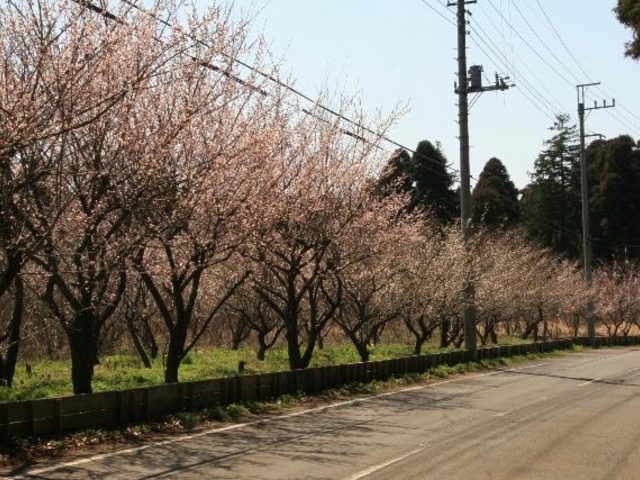 梅の木(東沖渡地区)の写真1