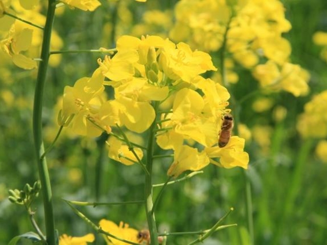 道の駅オライはすぬまの菜の花の写真1