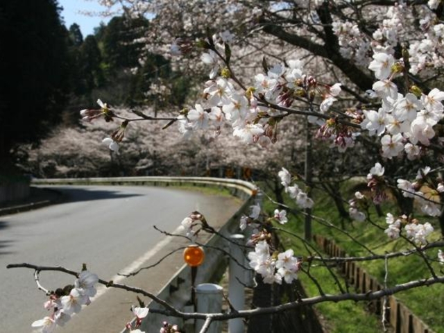桜道(中津田公民館)の写真1