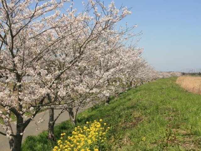 桜並木(栄橋周辺)の写真1